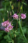 directory_images/Pflanzen im Spreewald/9 Pflanzen in Spreewaldgarten/Staudengarten/Akelei-Gewoehnliche-3b_Aquilegium-vulgare.jpg